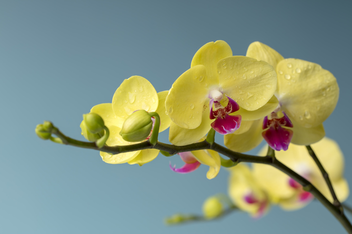 黄色胡蝶蘭のズーム写真